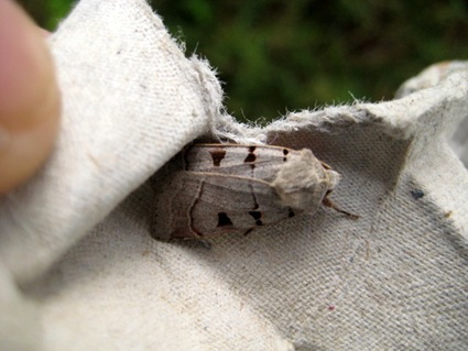 [Wrekin Moth and Small Mammals 100910 026[2].jpg]