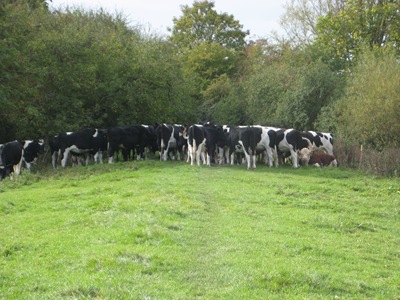 Severn Way Walk Stage 19b 181010 020 Severn Way Walk Stage 19b 181010 020
