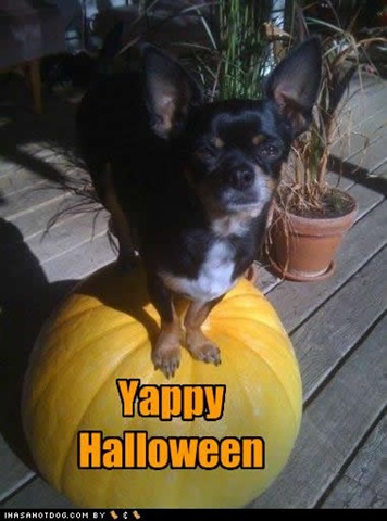 [funny-dog-pictures-yappy-halloween[3].jpg]