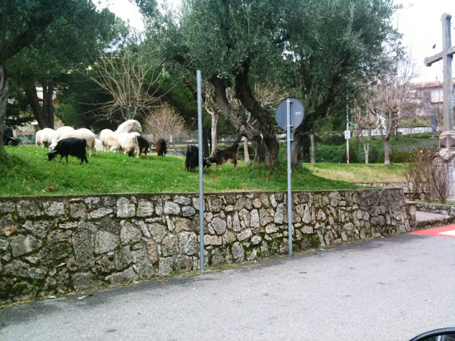 Cerisano: Pecore e Capre davanti al municipio