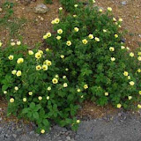 image_from_picasa