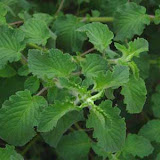 image_from_picasa