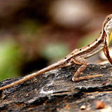image_from_picasa