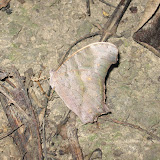 image_from_picasa