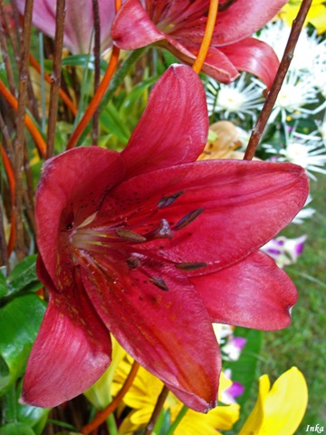 [KopiaDSC049482.jpg]