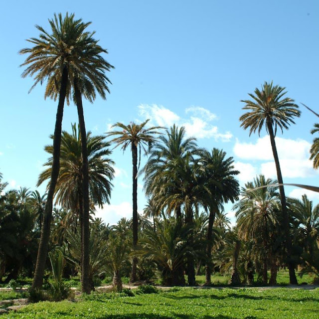 Visita virtual al Palmeral de Elche, Alicante