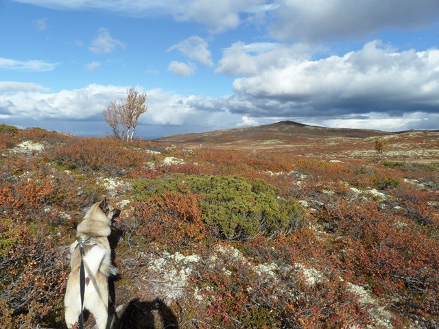 [17.09 øyvassrunden 022[3].jpg]