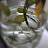 Plant from Alice