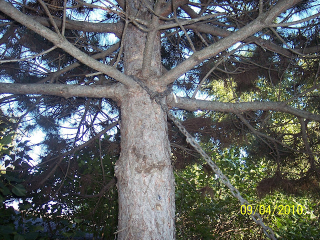 100_2531.jpg