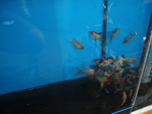 goldfish eggs in aquarium. Know more people who have a special rearing tank ideally with tadpoles