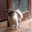 In this photo: BEAST MAN - the world's most horrendous dog!