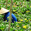 In this photo: 1) Vietnamese woman 2) Traditional conical hat 3) Flowers