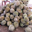Durian - they smell like crap!