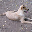 Crazy dog who took me for a walk