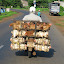 Just one of many strange and often unpleasant sights you see from the back of a bike. And yes...they were still alive.