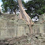 More tree-mendous tree action at Ta Prohm!