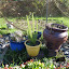 renemarie's Herbal Renewal garden