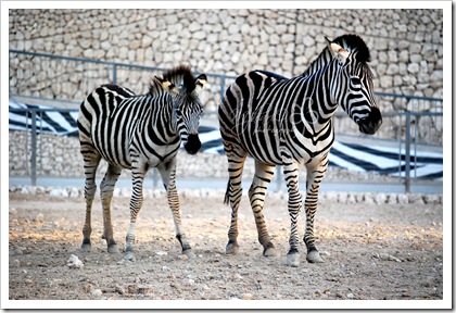 zoozebra zoozebra