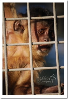 zoomonkey zoomonkey