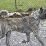 Dog Rehoming