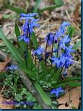 glory in the sno chionodoxa