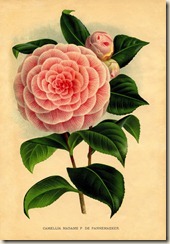 camellia-graphicsfairy005bsm