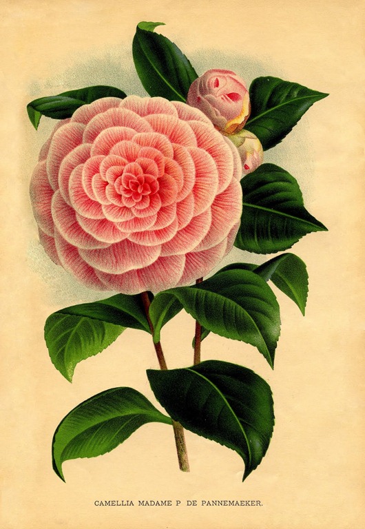 [camellia-graphicsfairy005bsm[2].jpg]