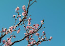 Pfirsichblüten