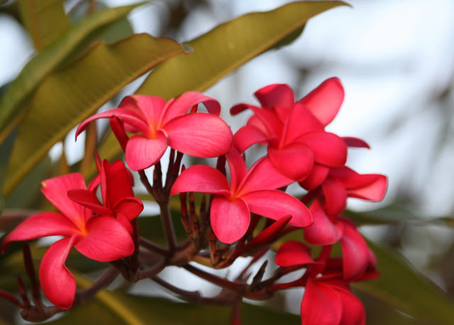 Pink Plumeria