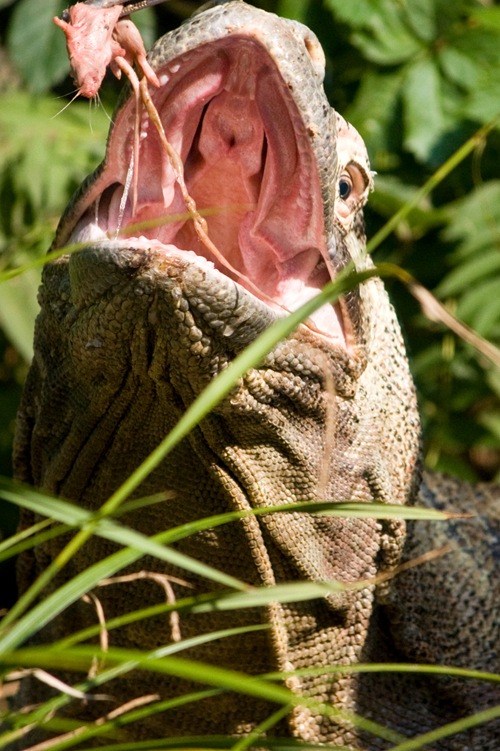 zoo d
