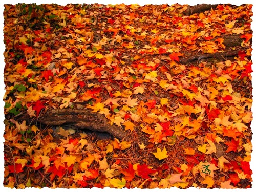 67365980.IVEoXYJV.fallenleaves