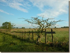 Dead_Tree_View