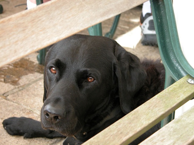 [Dog_in_Pub2.jpg]
