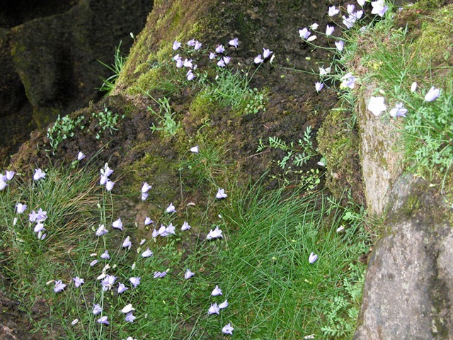 [Flora2.jpg]