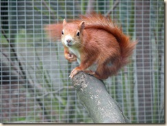 Squirrel02