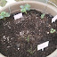 patio pickler cucumber