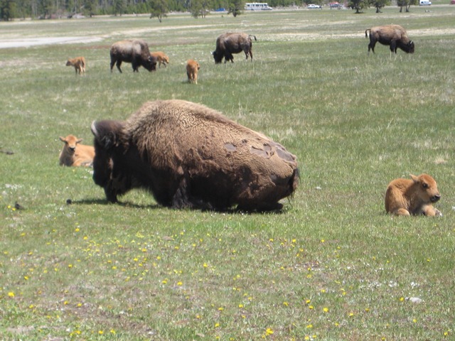 [Potluck & Yellowstone 018[4].jpg]