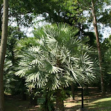 VisiteGubs2_JardinBotanique dans Vie a Singapour