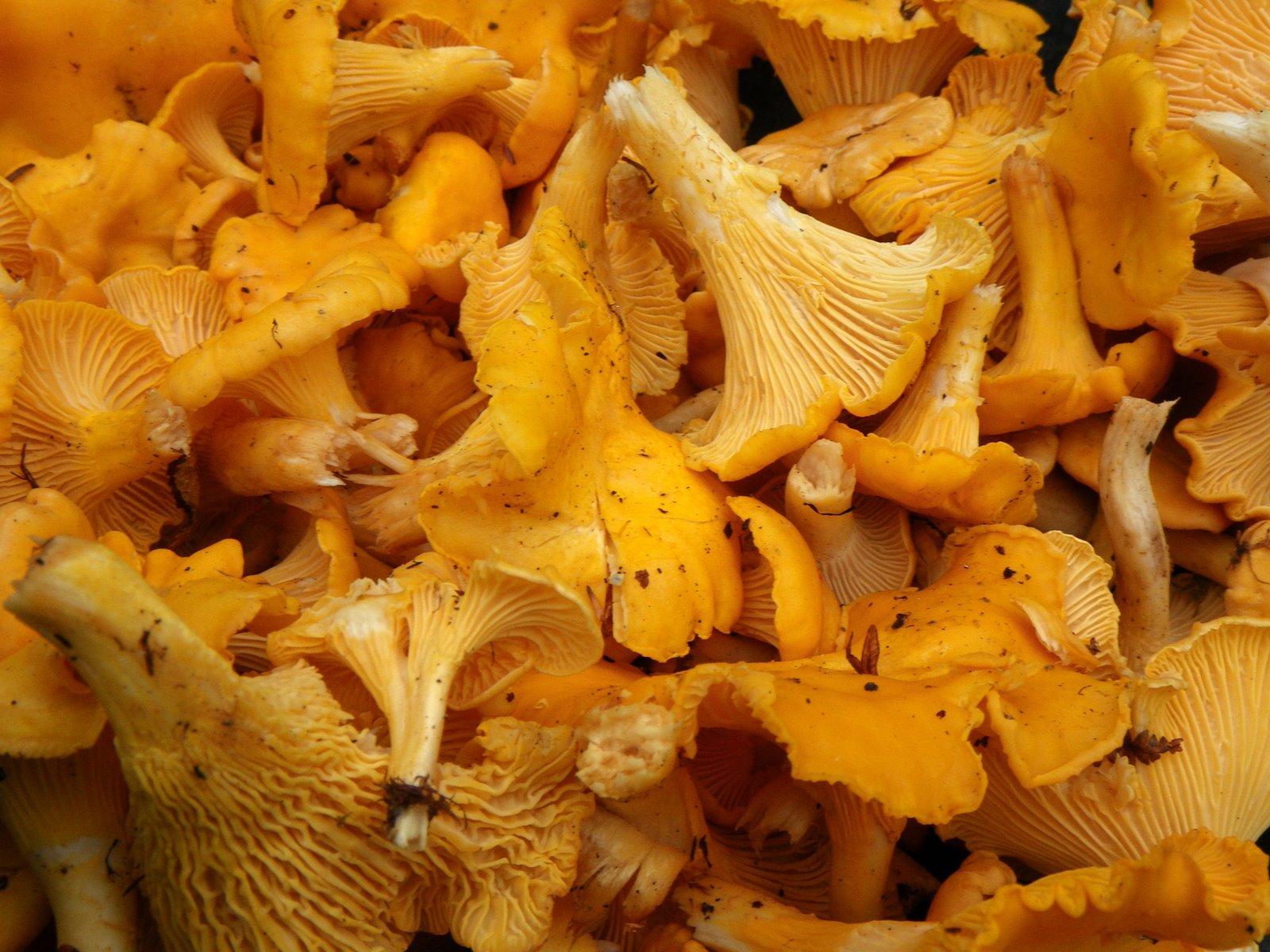 Specialty mushrooms