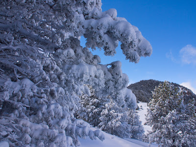 Neu sobre els arbres