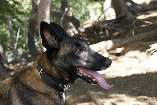 Quel(s) collier(s) pour votre chien? - Page 3 DSC00731