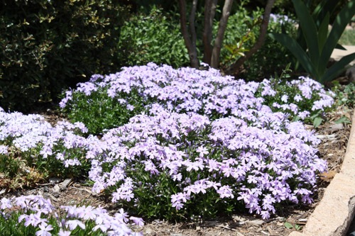 [phlox34.jpg]
