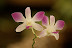 DSC01242.JPG