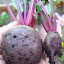 Detroit Red Beets