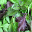 Sweet Basil
