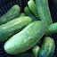 Pickling cucumbers
