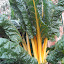 Rainbow chard