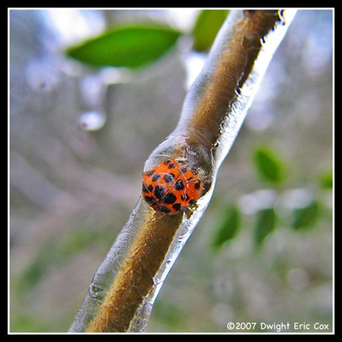 [frozenladybug[3].jpg]