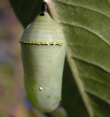 [chrysalis3[3].jpg]