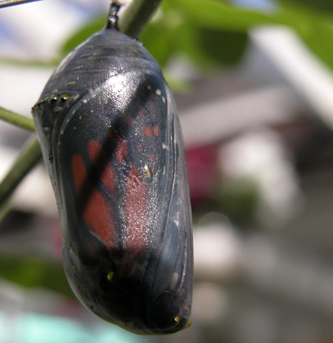 [chrysalis2[3].jpg]